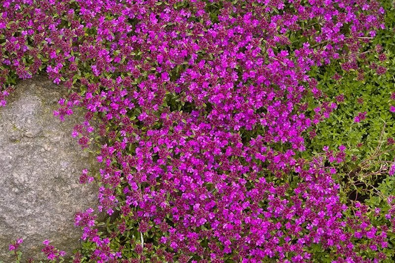 Creeping Thyme for Sale Buying & Growing Guide