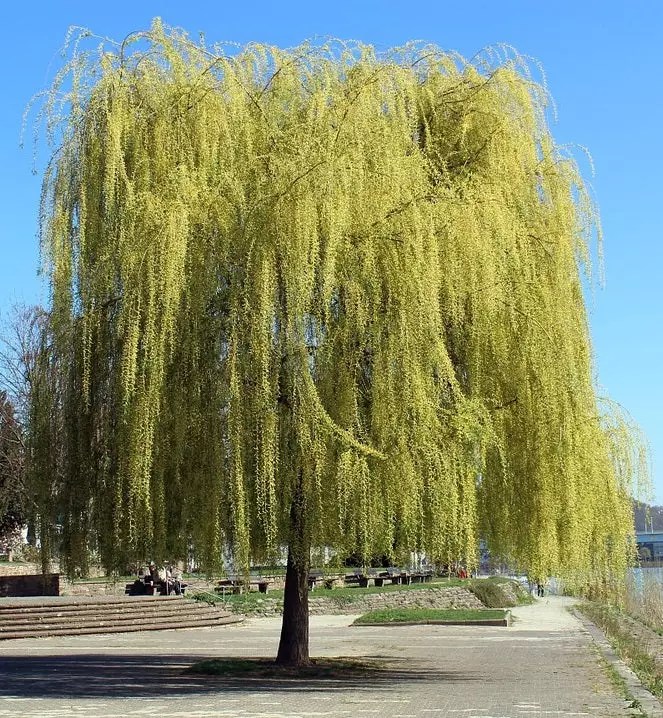 Weeping Willow Trees for Sale Buying & Growing Guide