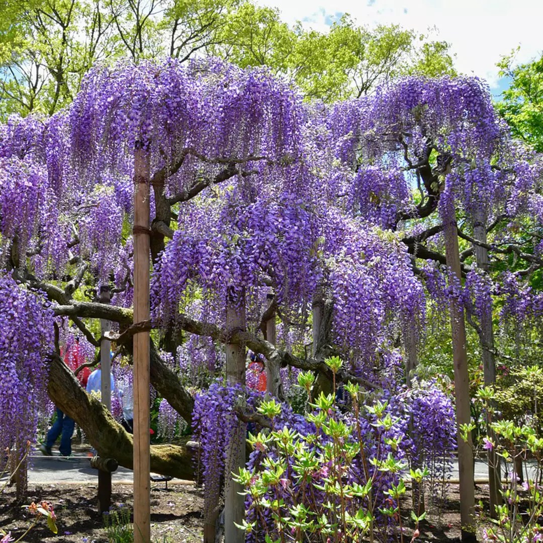 Wisteria Trees for Sale Buying & Growing Guide