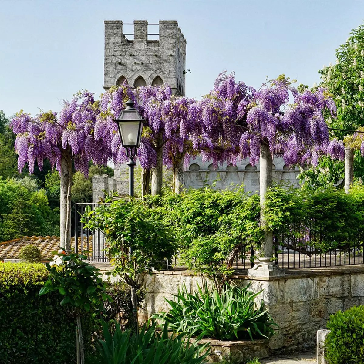 Wisteria Trees for Sale Buying & Growing Guide