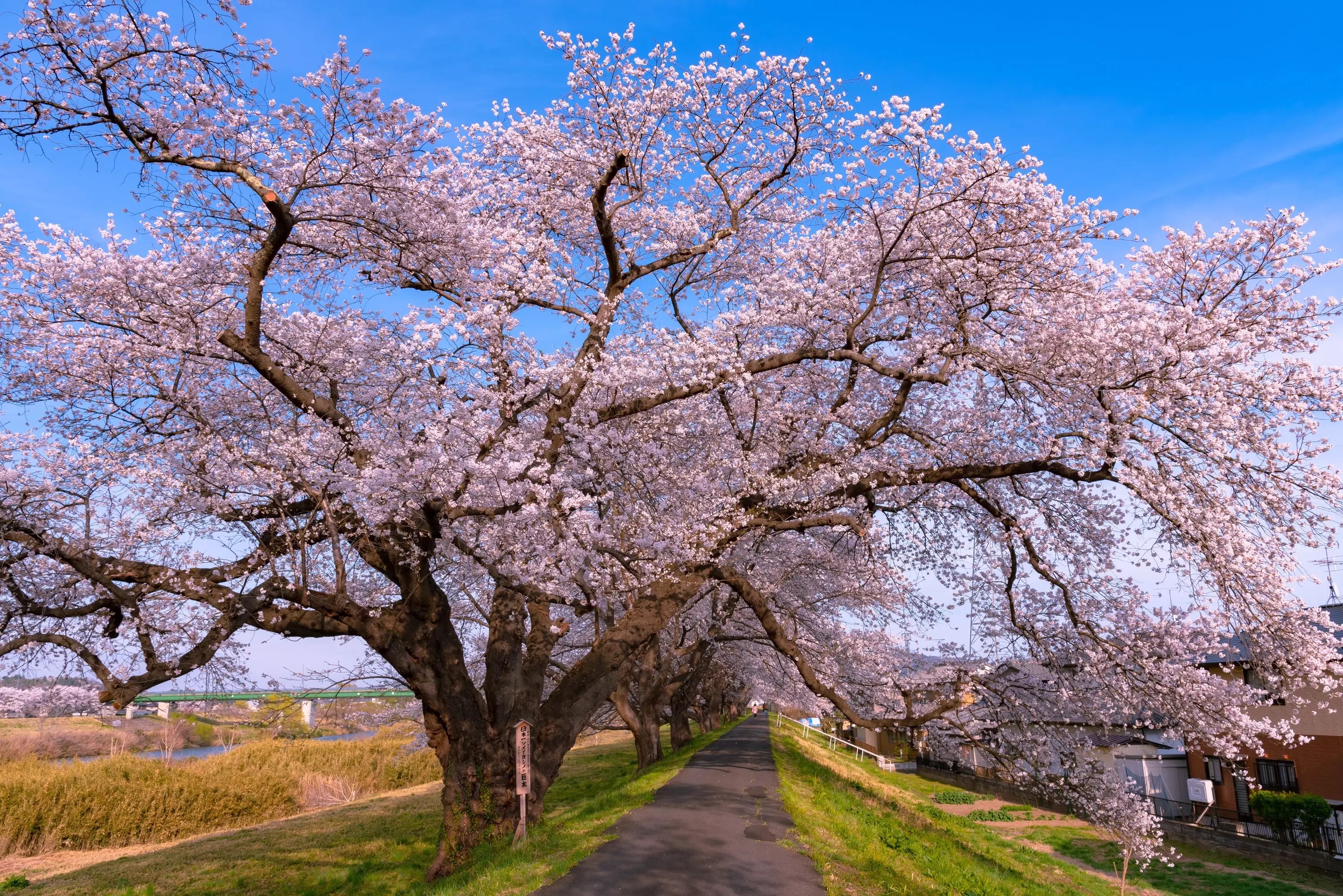 Yoshino Cherry Tree for Sale Buying & Growing Guide