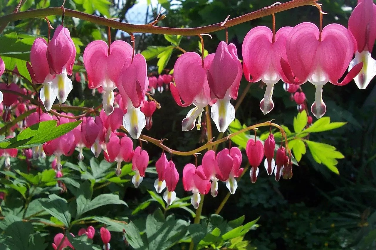 Bleeding Heart Plants for Sale Buying & Growing Guide