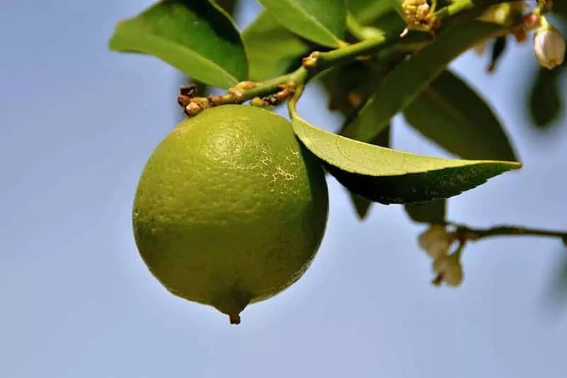 Lime Trees for Sale Buying & Growing Guide