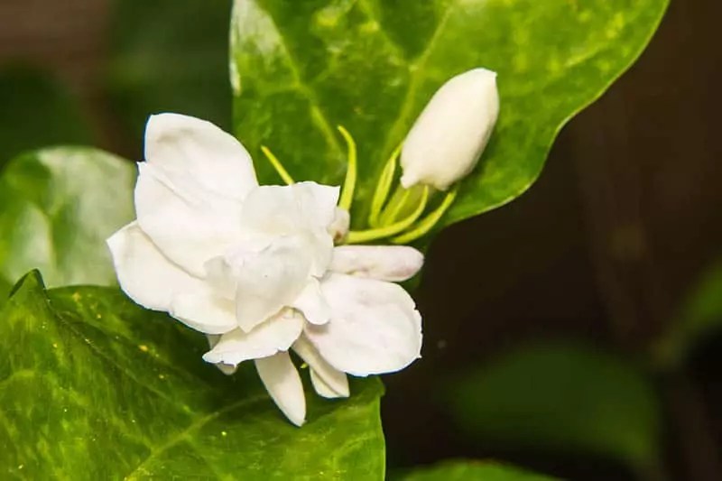 Jasmine Plants for Sale Buying & Growing Guide