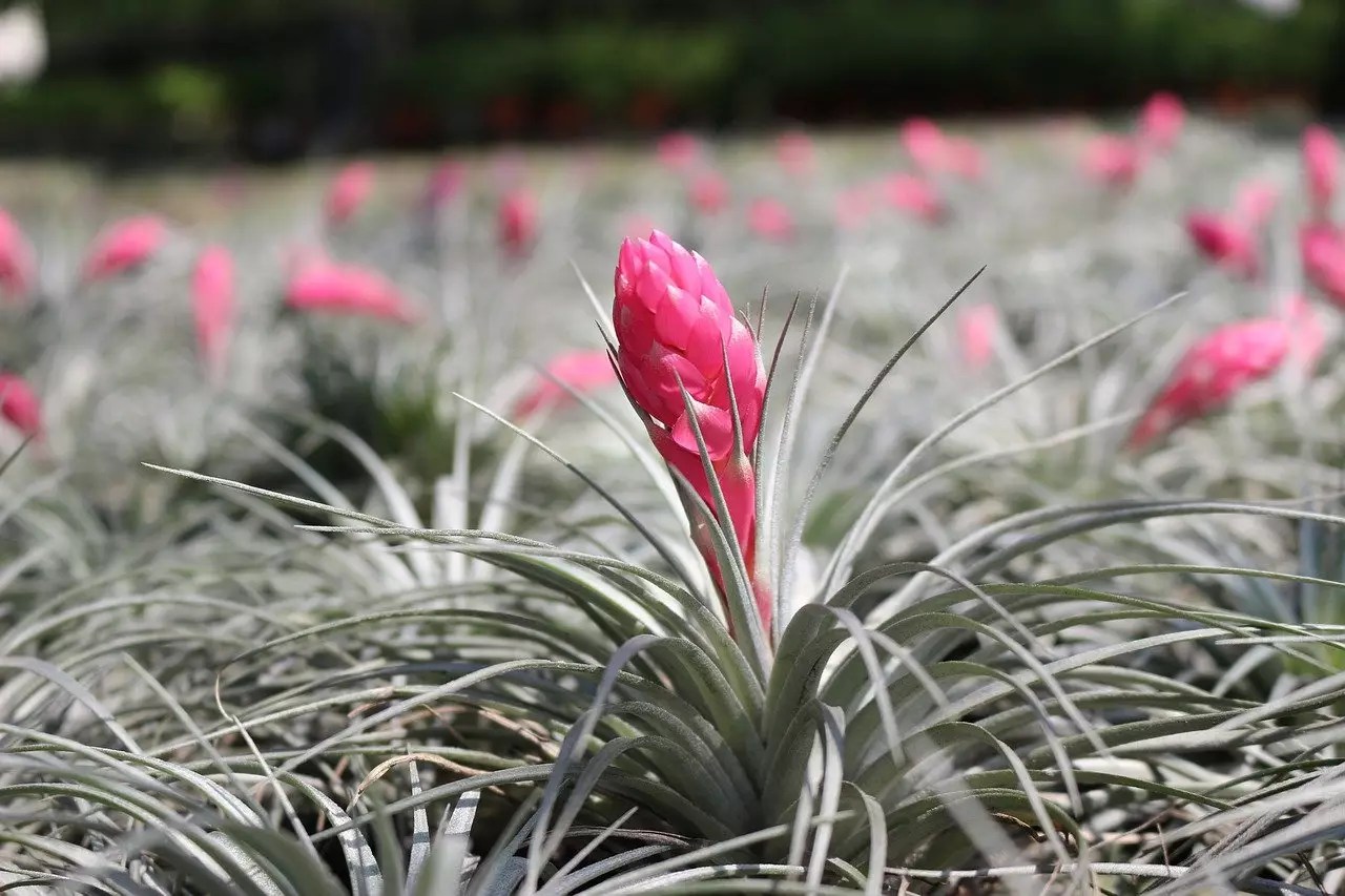 Air Plants for Sale Buying & Growing Guide