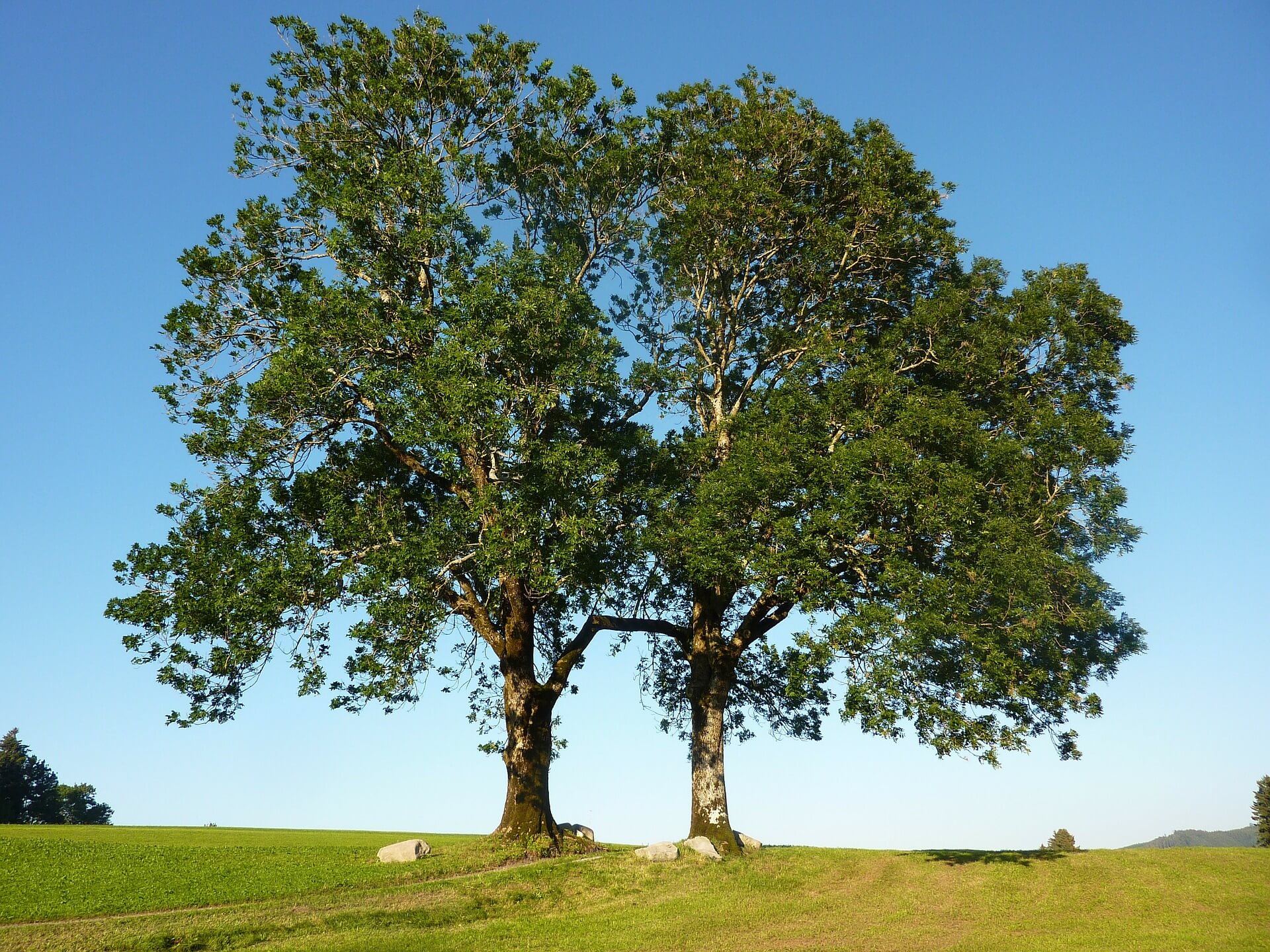 Britain's Most Common Trees Treesaw