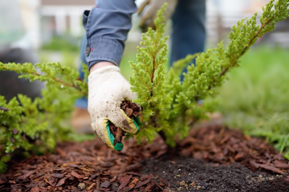 Mulching what is it and why you should be doing it? Treescape