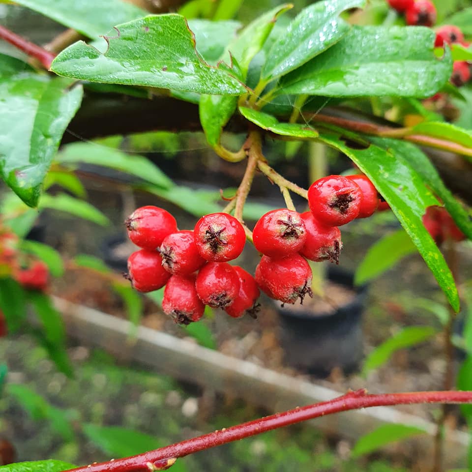 Buy Cotoneaster hybridus pendulus from Derwent Treescapes