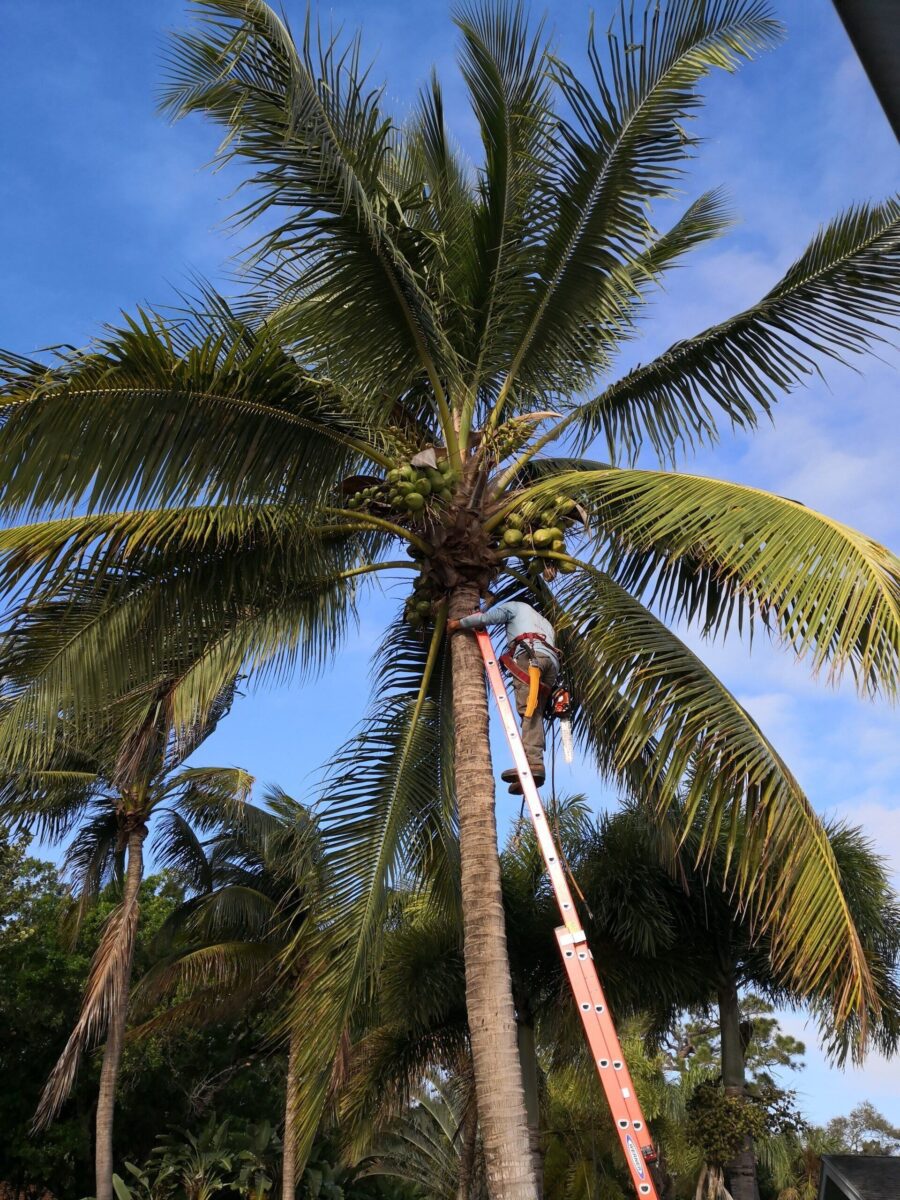 Tree Service Boca Raton Tree Trimming Tree Removal