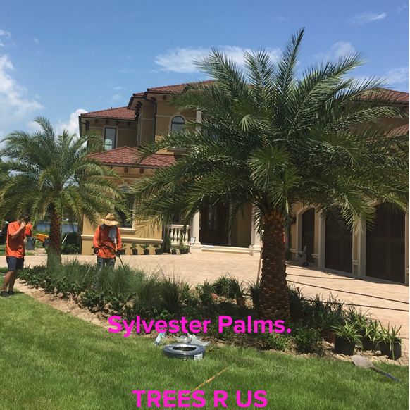 Trees R Us Palm Tree Nursery in Panama City , FL , 32405