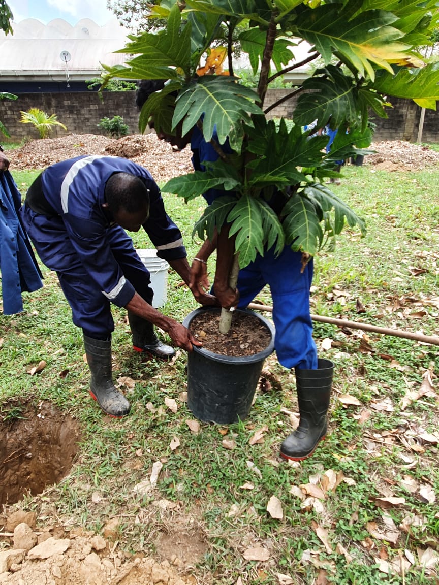 Trinidad and Tobago Trees That Feed Foundation