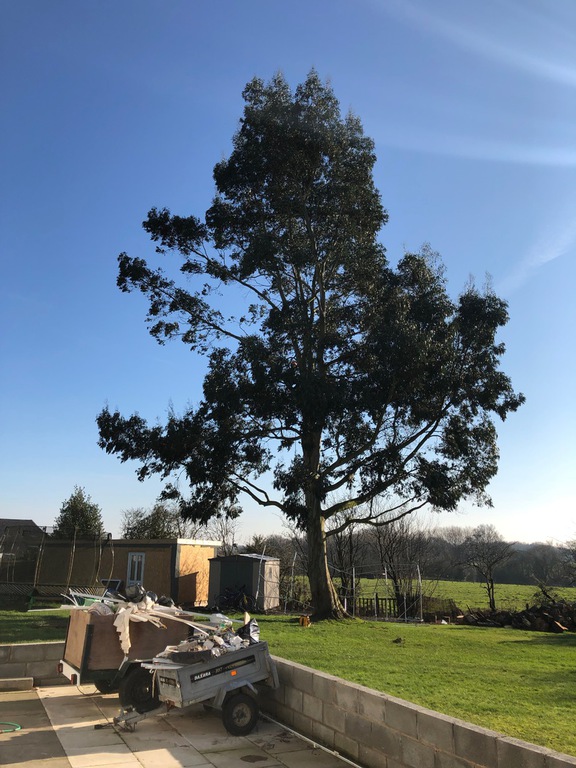 Tree Tech Solutions Home