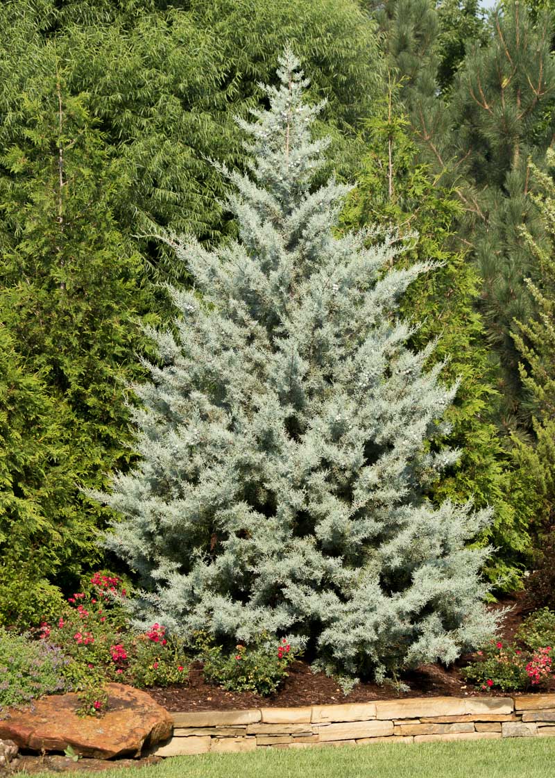 IC Blue Cypress Arizona High Seedling & Landscape Inc.