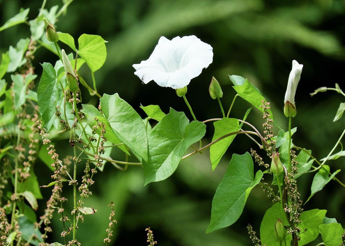 Field Bindweed Tree Top Nursery & Landscape Inc.