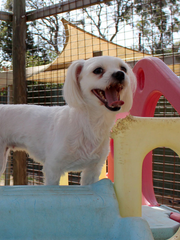 Superior care for special pets TreeTops Boarding Kennels