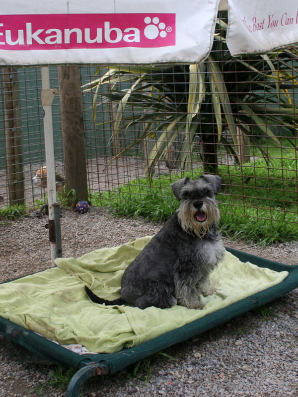 Superior care for special pets TreeTops Boarding Kennels