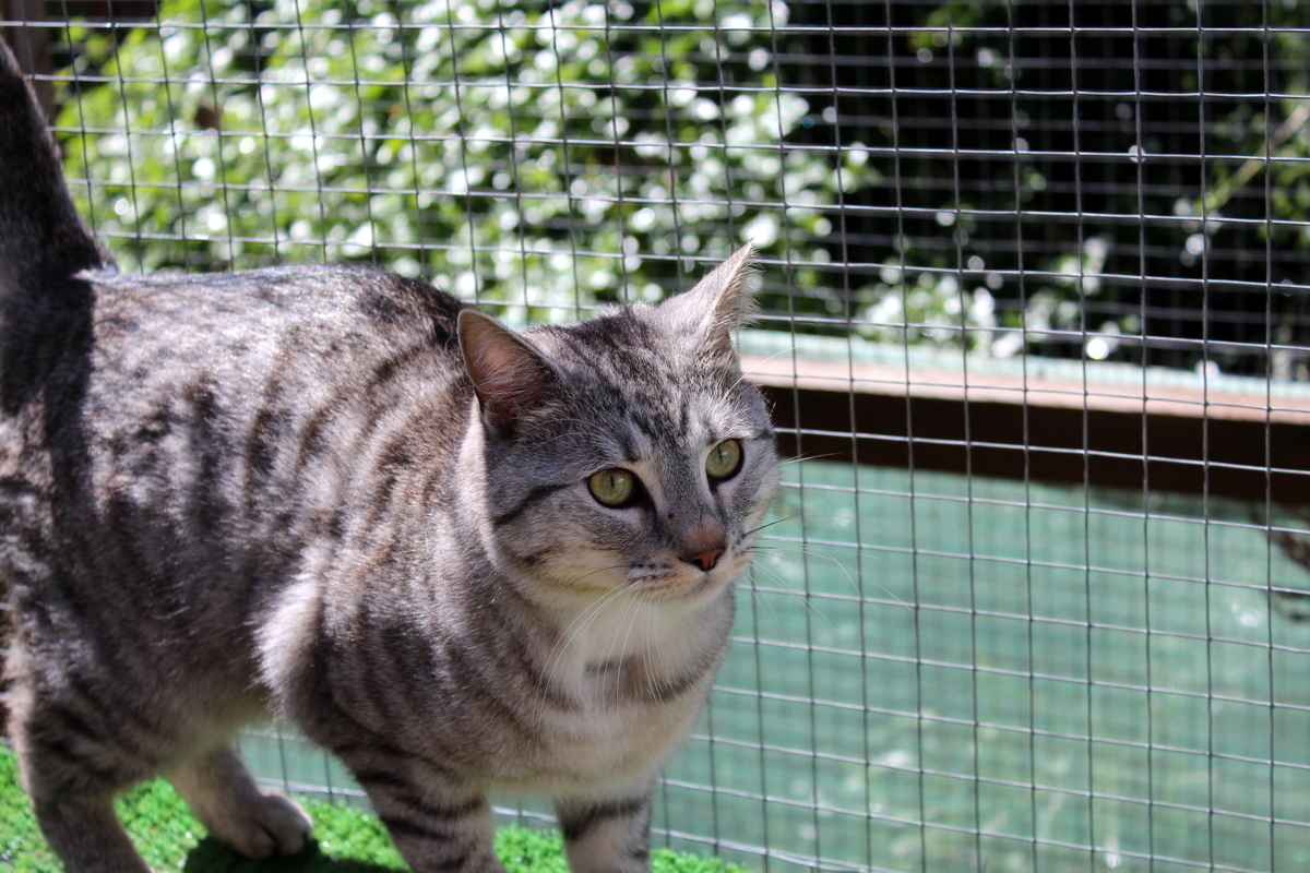Cat Boarding TreeTops Boarding Kennels