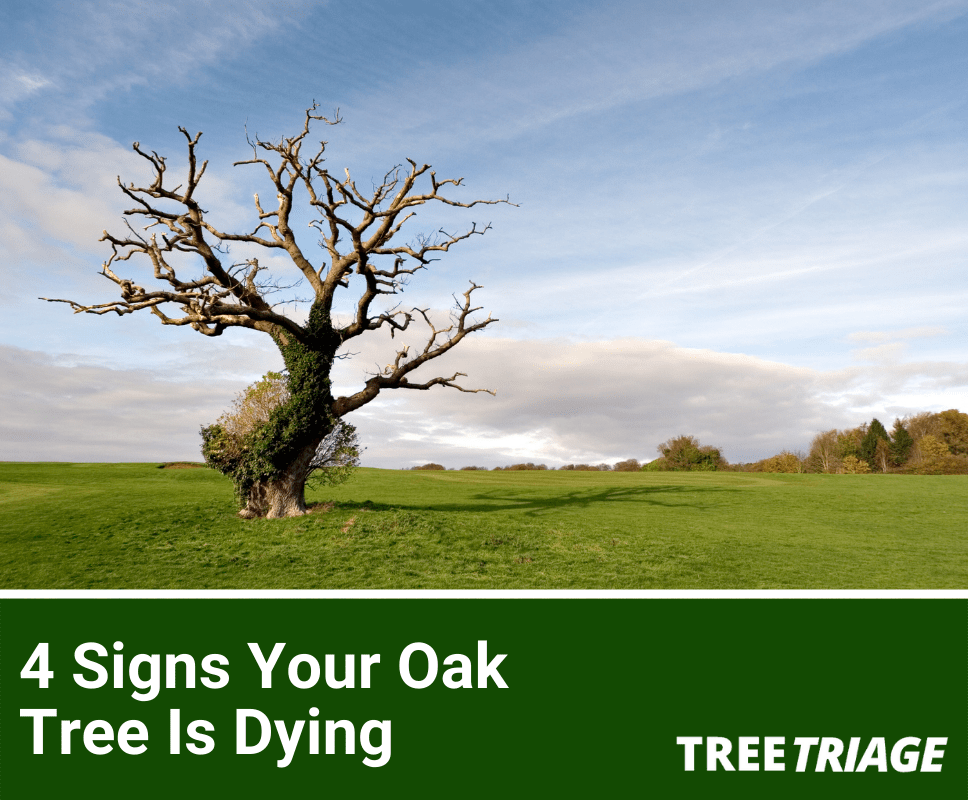 5 Signs Your Oak Tree Is Dying Can It Be Saved?