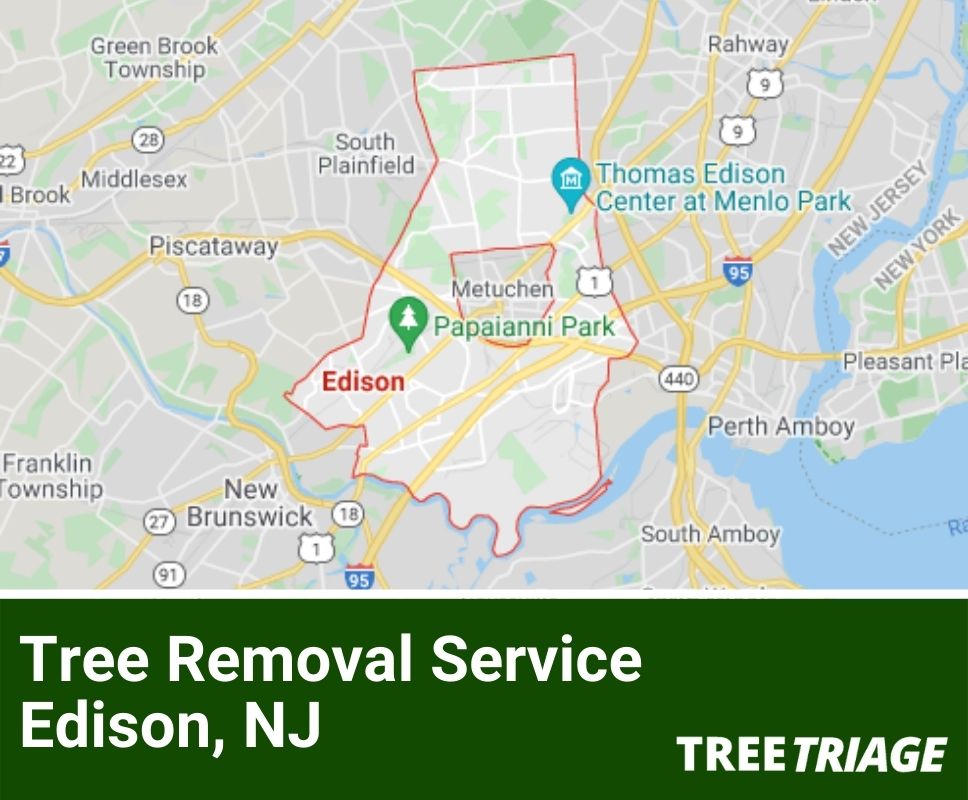 1 Tree Removal Company Edison, NJ 2024 Top Rated