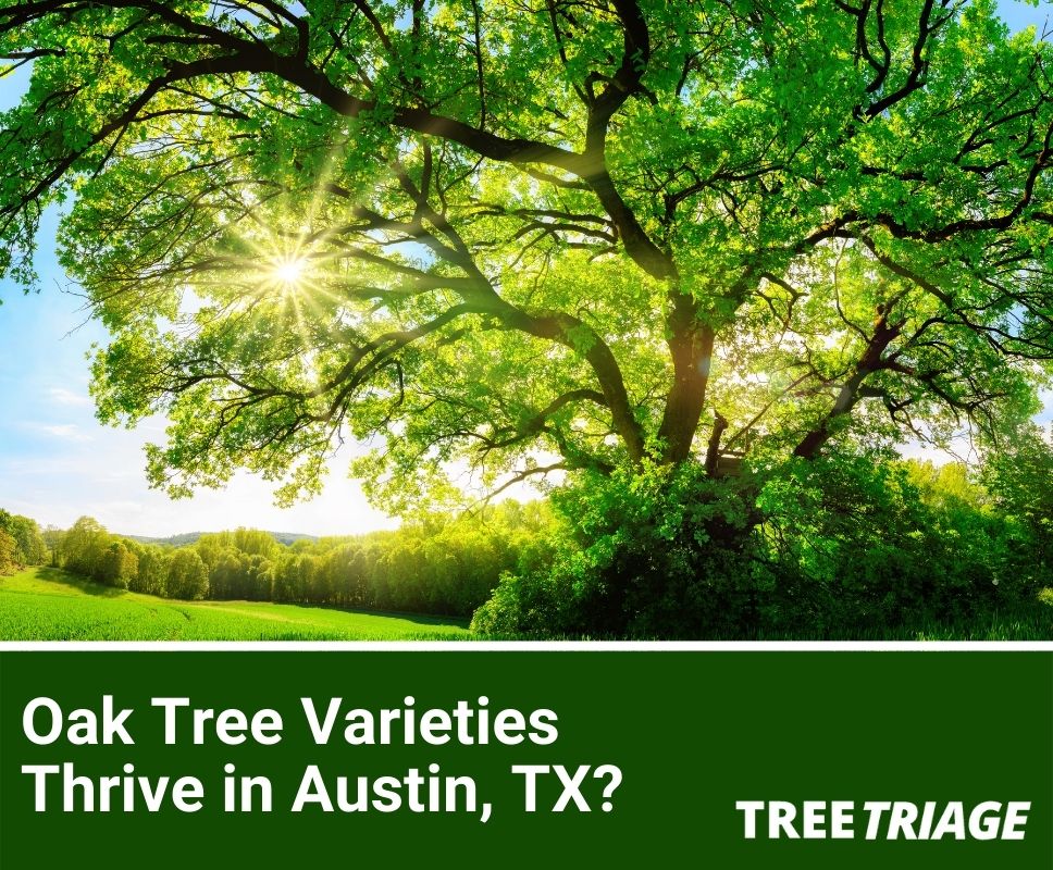 Which Oak Tree Varieties Thrive in Austin, TX?