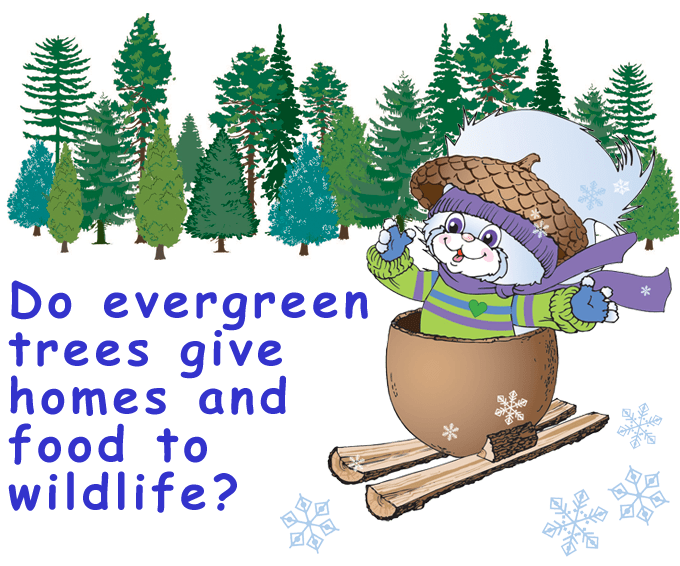 How Evergreen Trees Protect Themselves