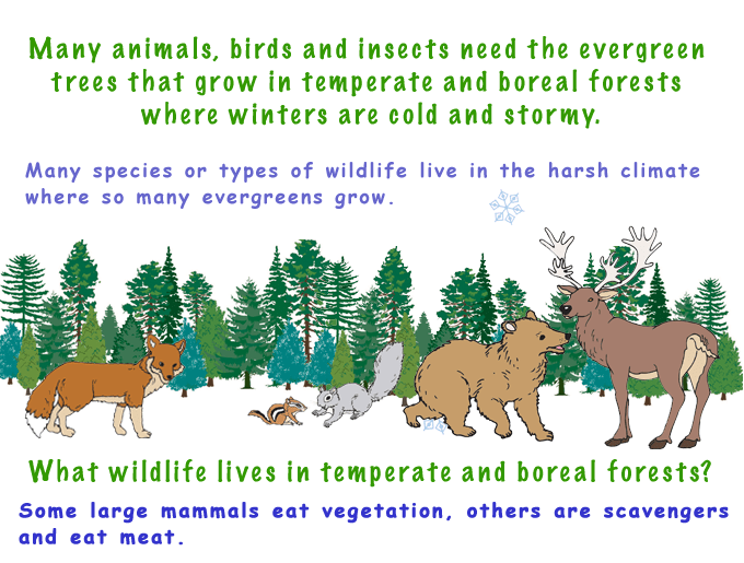 How Evergreen Trees Protect Themselves