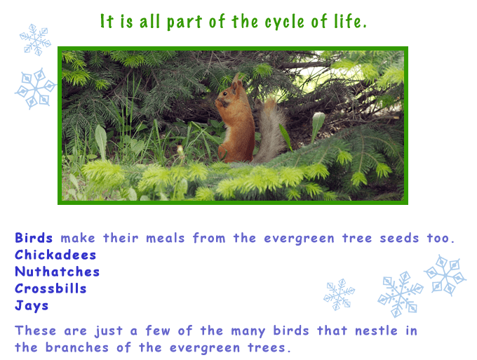 How Evergreen Trees Protect Themselves