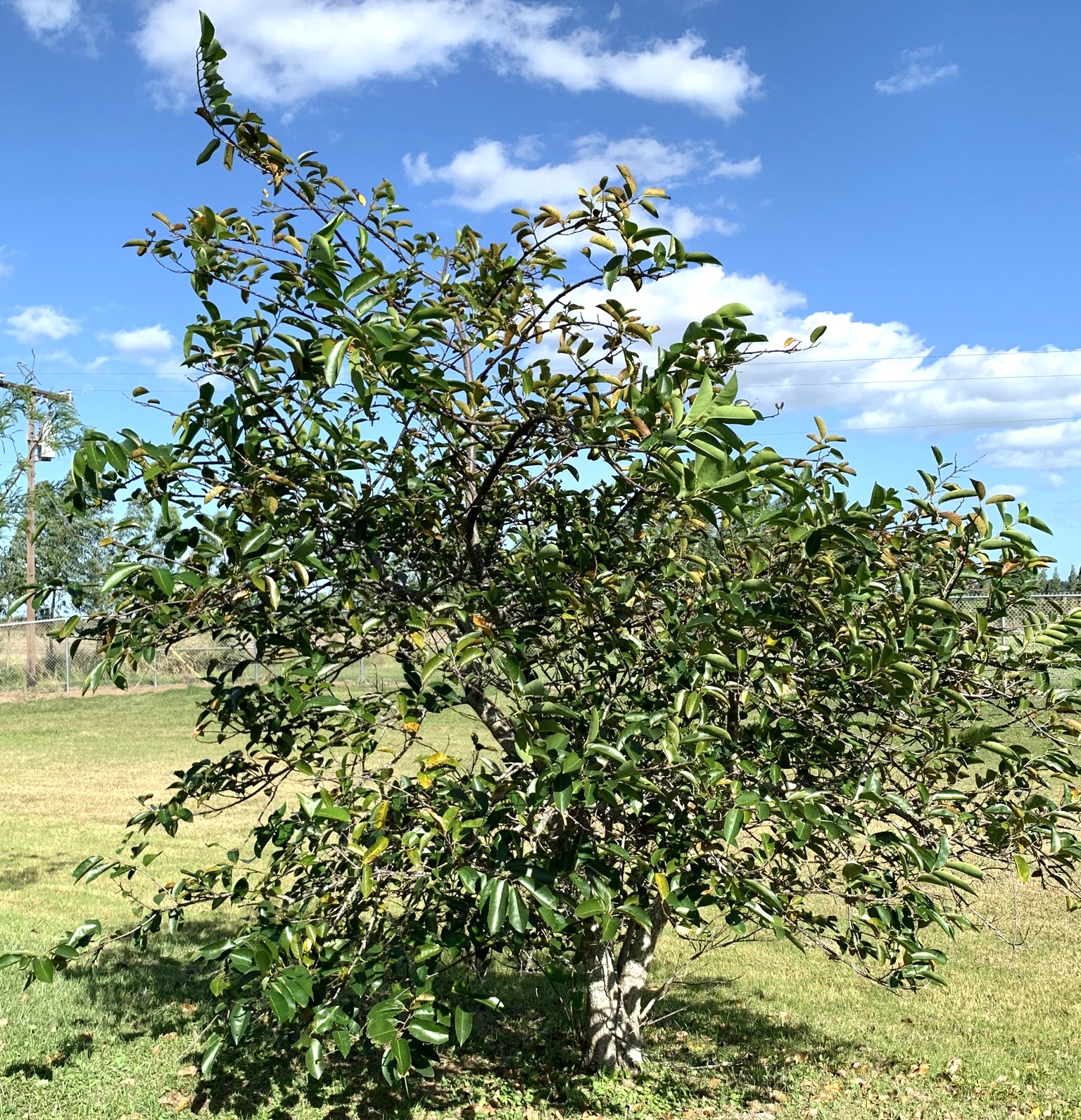 Annona Glabra Tree For Sale Pond Apple in Florida Treeworld Wholesale