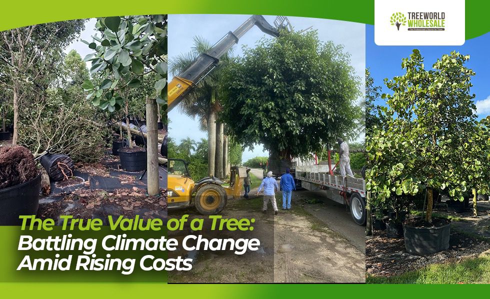 The True Value of a Tree and Tree Planting TreeWorld Wholesale