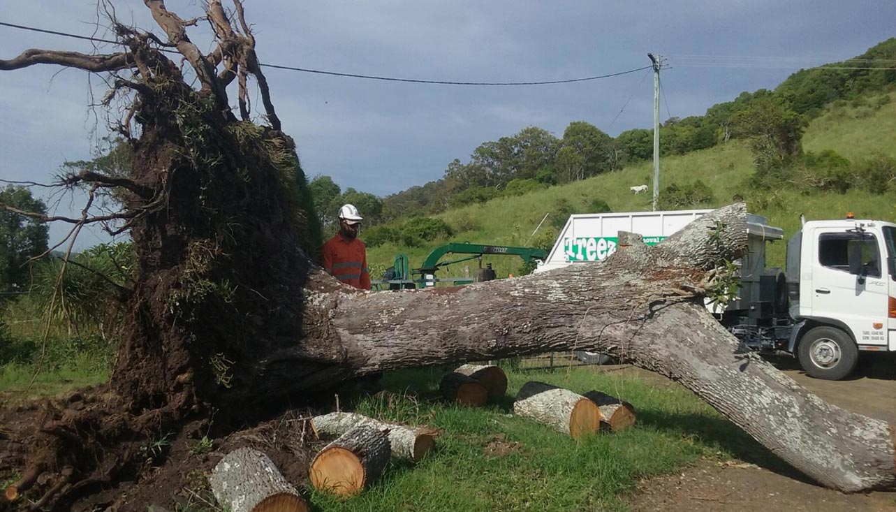 Contact Us Treez Tree Removal Gold Coast