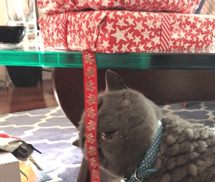 The Festive Period is the puuuurfect time to start House Sitting