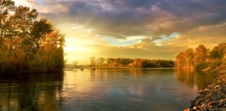 Dlaczego żółkną liście beniaminka? Dlaczego żółkną liście beniaminka?