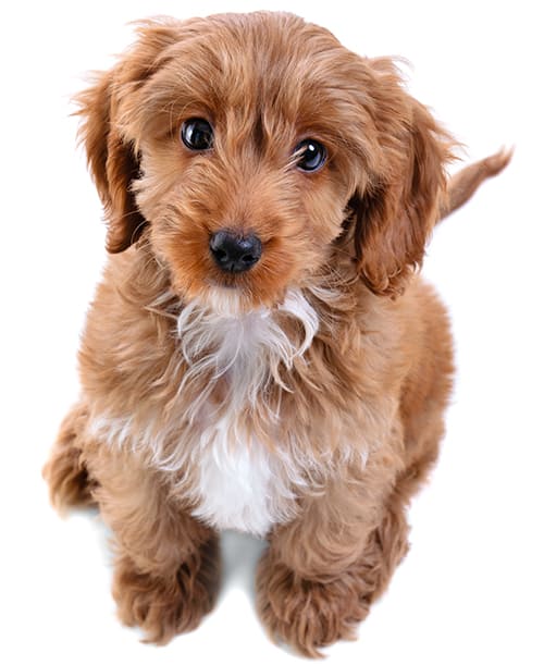 Cockapoo Dog Breed Trending Breeds