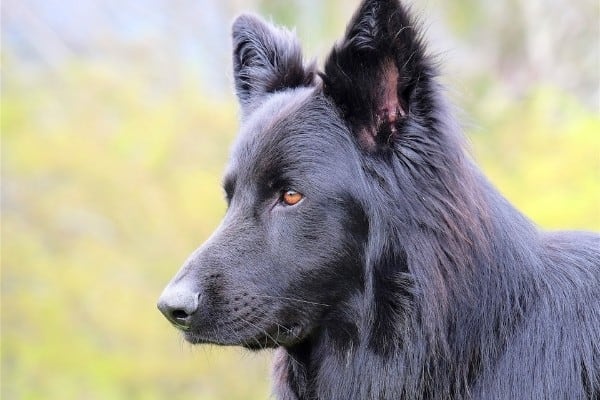 What Is A Lycan Shepherd?