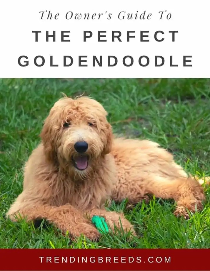 Can Goldendoodles Stay Home Alone