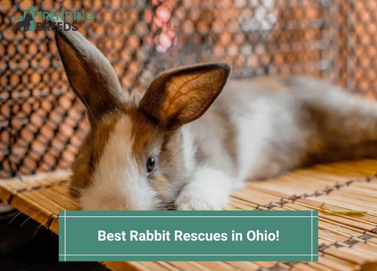 6 Best Rabbit Rescues in Ohio (OH)! (2024)