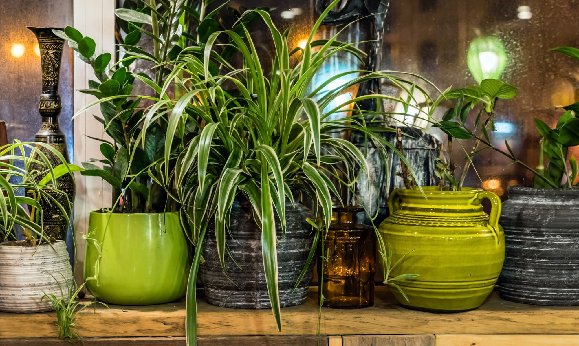 5 Different Types of Indoor Plants that Exist Today » Trending Us