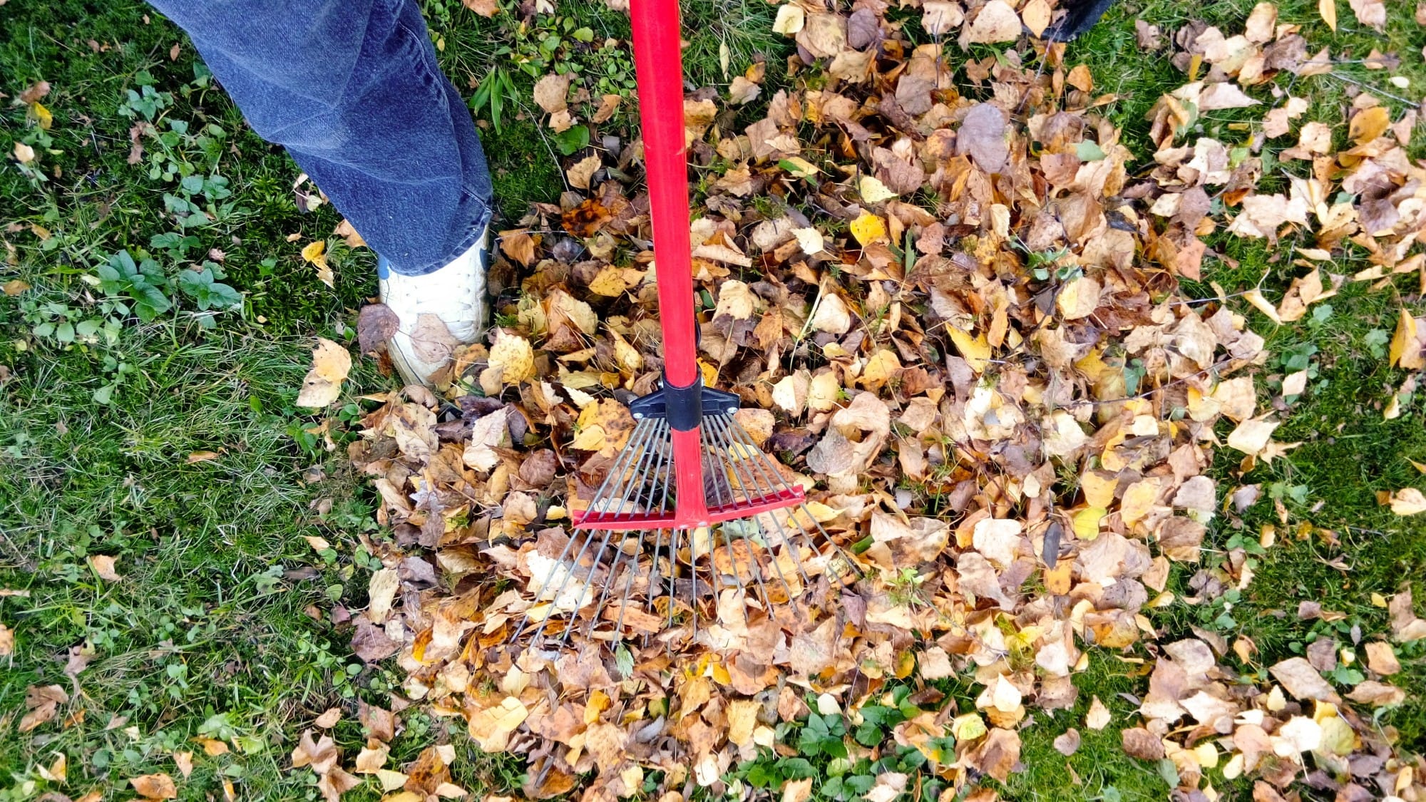 How to Get Rid of Yard Waste » Trending Us