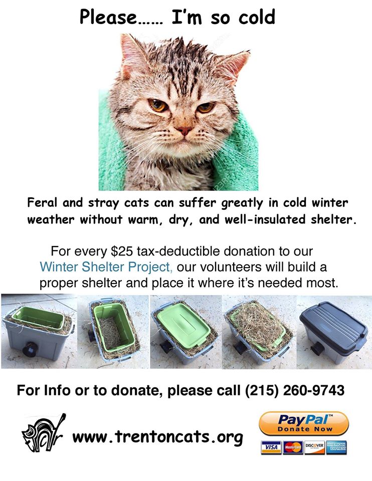 Shelter building project — Trenton Cats Rescue
