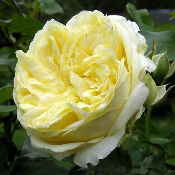 Mary Rose BUSH Trevor White Roses Buy quality mail order roses