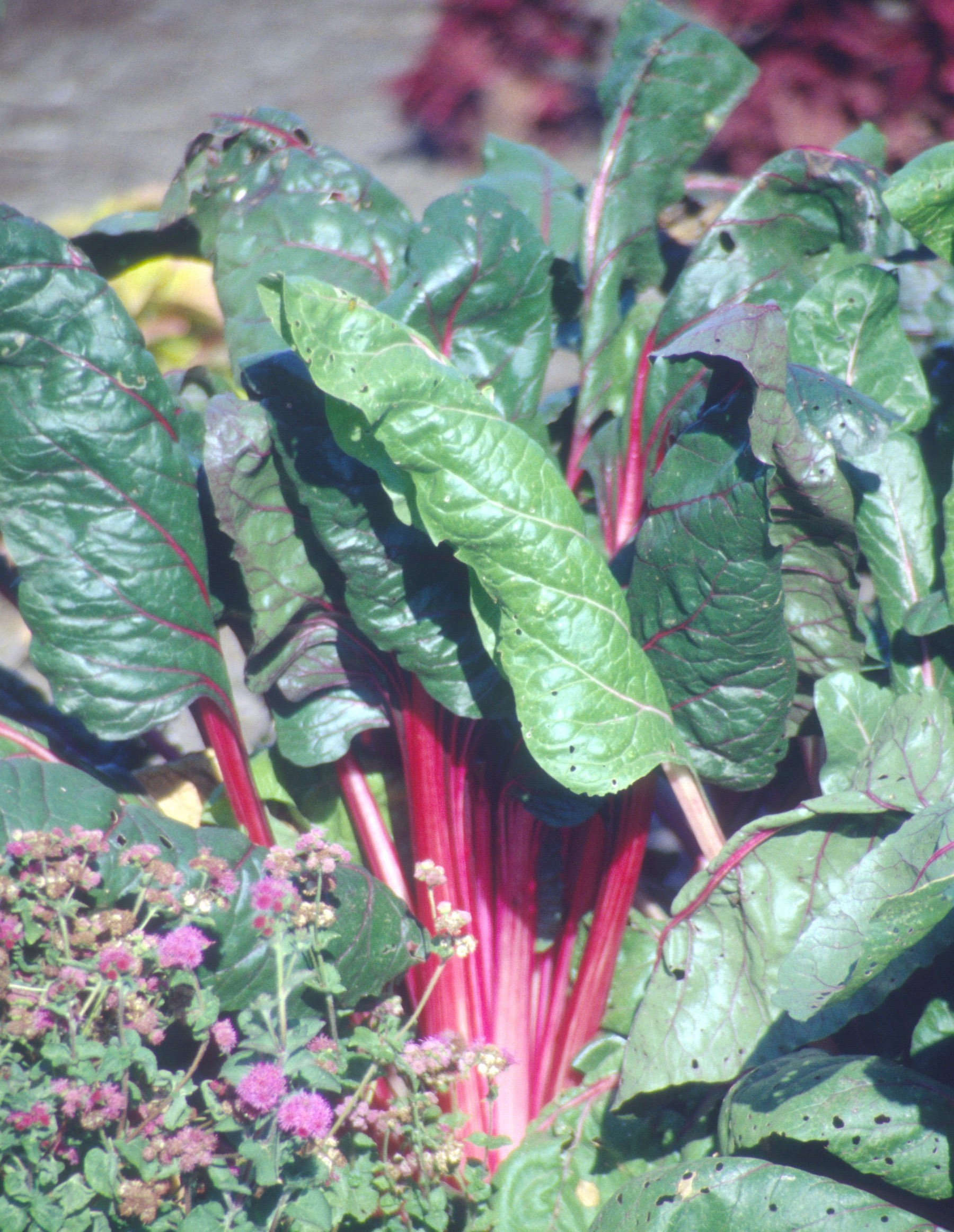 Ruby Red Swiss Chard Triangle Gardener Magazine