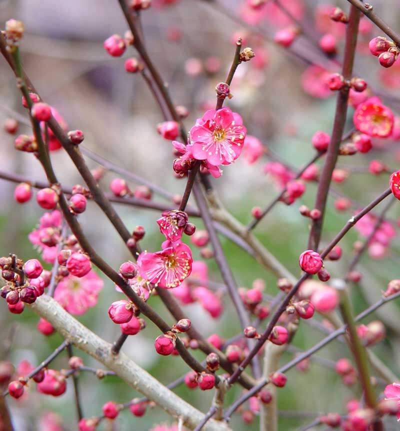 8 Plants That Flower in Winter Triangle Gardener Magazine