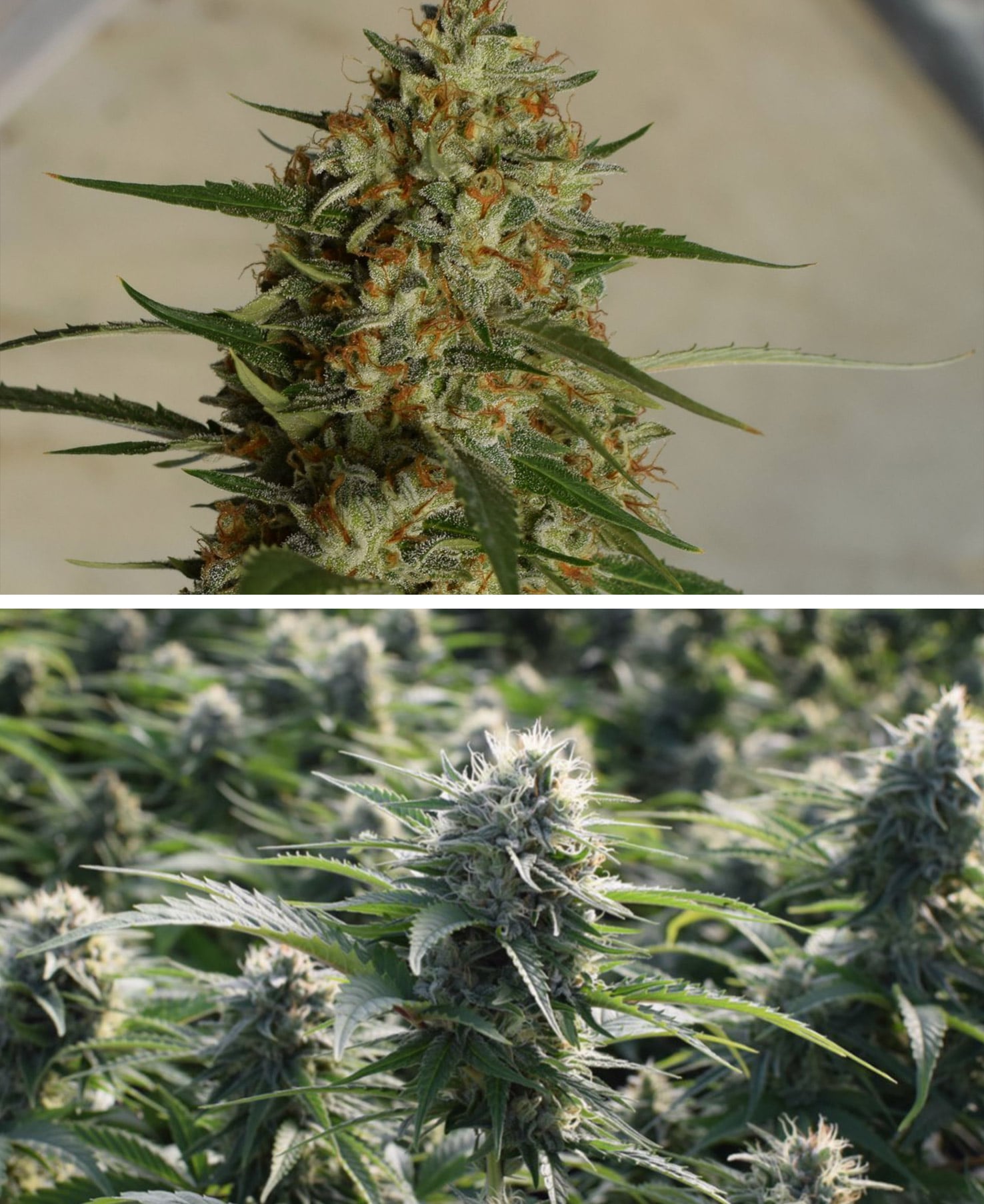 Union Special Triangle Hemp