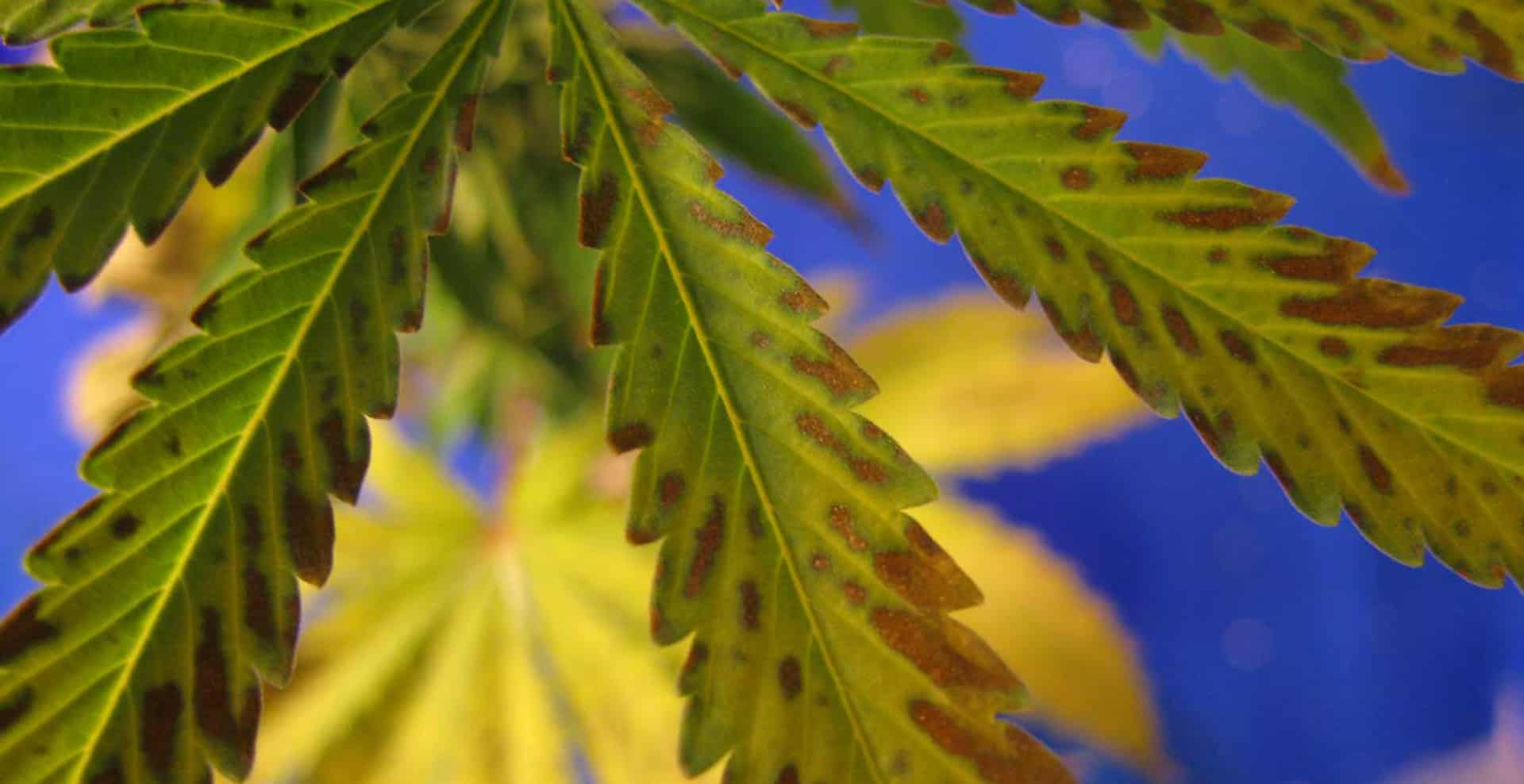 Phosphorus Deficiency in Plants Trifecta Natural