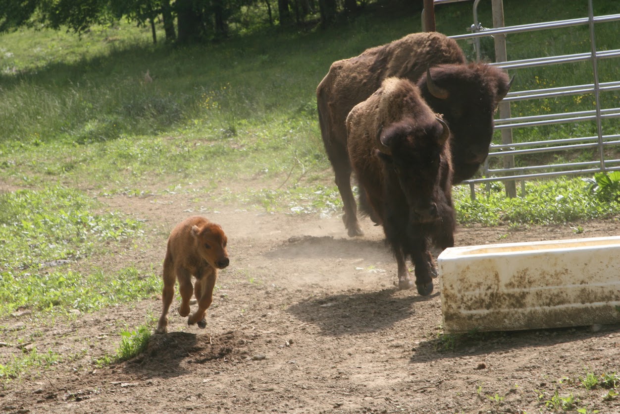 Photo Gallery Trinity Bison Ranch