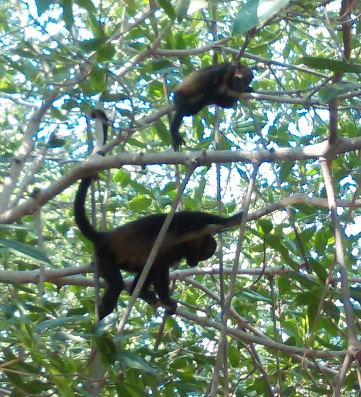 monkeys Costa Rica