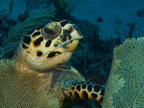 hawksbill turtle