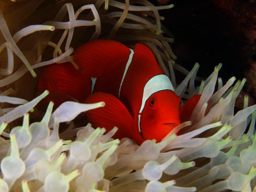 red clown fish