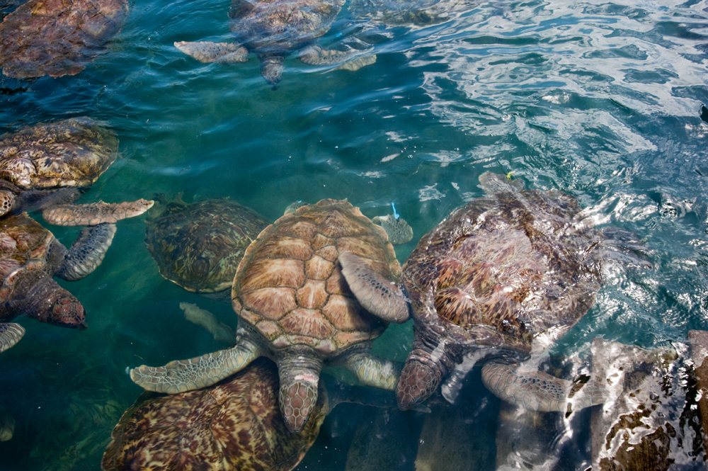 Grand Cayman Scuba Diving Trip Sense tripcentral.ca