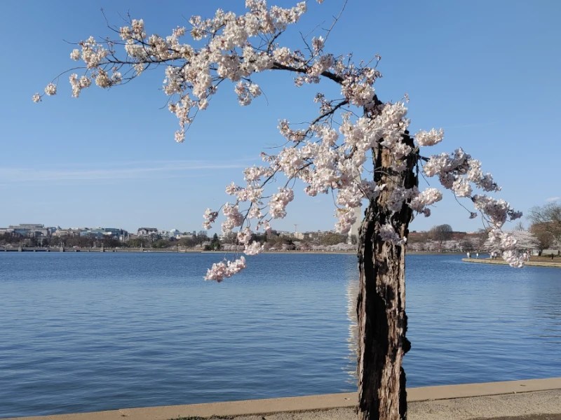 8 Tips for Seeing the Washington DC Tidal Basin Cherry Blossoms Trip